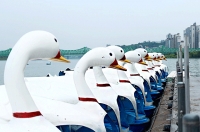 [서울] 한강 오리배 이용권